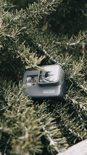 Gopro On A Pine Tree Wallpaper