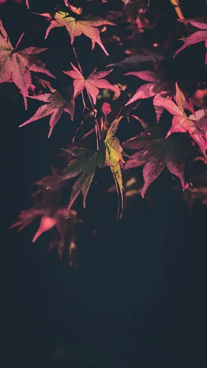 Gorgeous Happy Fall Iphone X Wallpaper Wallpaper