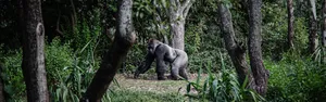 Gorilla In Gabon Wallpaper