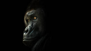 Gorilla Looking Through Its Shoulder Wallpaper