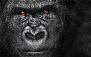 Gorilla's Intelligent And Calculating Eyes Wallpaper