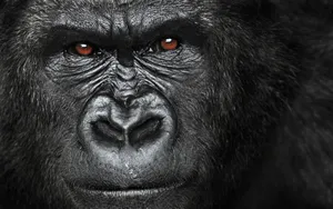 Gorilla's Intelligent And Calculating Eyes Wallpaper