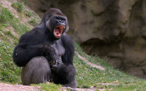 Gorilla Seated While Yawning Wallpaper