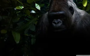 Gorilla Under The Shadow Wallpaper