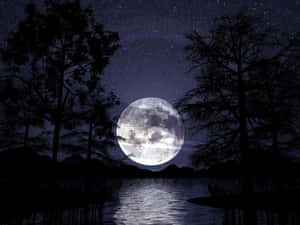 Gothic Computer Full Moon In Forest Wallpaper