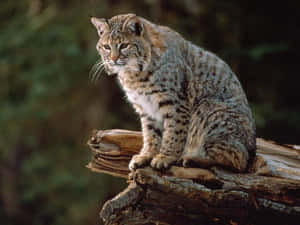 Graceful Bobcat In Natural Habitat Wallpaper