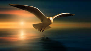 Graceful Seagull In Flight Wallpaper