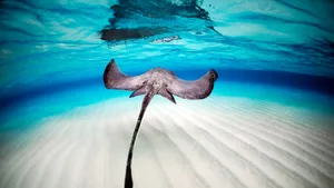 Graceful Stingray Gliding In The Deep Blue Sea Wallpaper