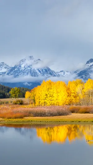 Grand Teton National Park Yellow Wallpaper