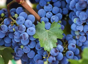 Grape Heart Leaf Wallpaper