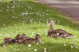 Grass Duck Mother Bird Wallpaper