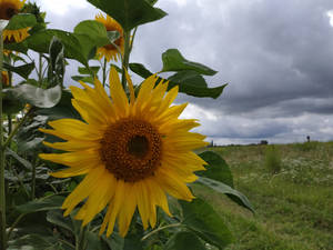 Grass Field Sunflower Aesthetic Wallpaper