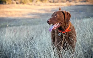Grass, Golf, Walking, Dog, Muzzle Wallpaper