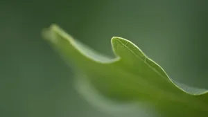 Grass Leaf Macro Wallpaper