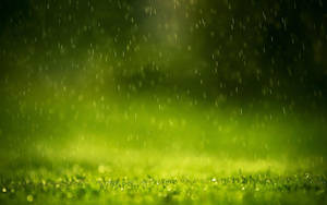 Grass Most Beautiful Rain Wallpaper