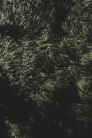 Grass Night Flat Lay Wallpaper