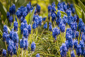 Grass Path Hyacinth Flowers Wallpaper