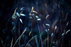 Grass Stalks Night Macro Wallpaper