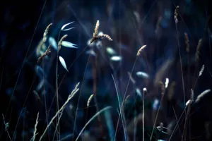 Grass Stalks Night Macro Wallpaper