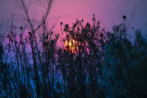 Grass Twigs Purple Sunset Wallpaper