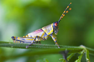 Grasshopper Orange Black Antennae Wallpaper