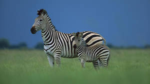 Grassland Mother And Baby Zebra Wallpaper
