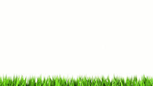 Grassy White Color Wallpaper