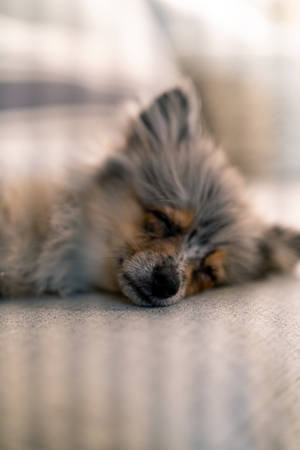 Gray Brown Pomeranian Puppy Sleeping Wallpaper