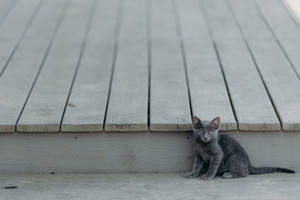 Gray Kitten On The Roof Wallpaper
