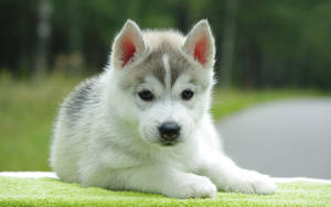 Gray Siberian Husky Cute Puppy Wallpaper