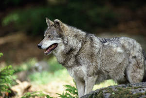 Gray Wolf In The Forest Wallpaper