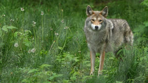 Gray Wolf With Dandelions Wallpaper