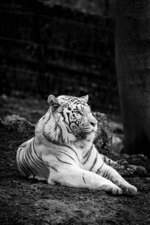 Grayscale Harimau Resting Wallpaper