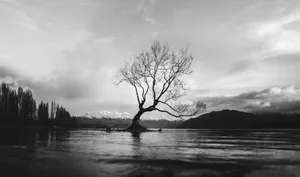 Grayscale Lake Leafless Tree Wallpaper