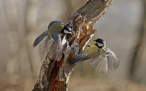 Great Tit Pair In Flight At Tree Trunk Wallpaper