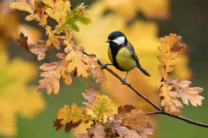 Great Tit Perchedon Autumn Oak Branch.jpg Wallpaper