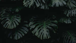 Green Aesthetic Desktop Plant Leaves Wallpaper