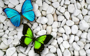 Green And Blue Butterflies Wallpaper