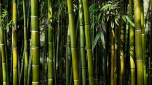 Green Bamboo 4k With Leaves Wallpaper