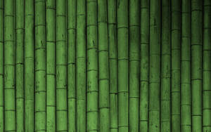 Green Bamboo Fence Wallpaper