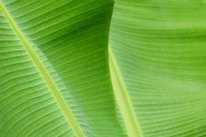 Green Banana Leaf Close-up Wallpaper