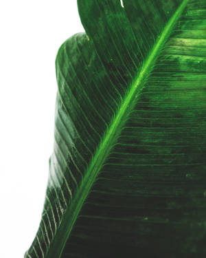 Green Banana Leaf Photography Wallpaper