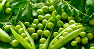 Green Beans Newborn Pods Wallpaper