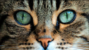 Green Cat Eyes Egyptian Mau Wallpaper