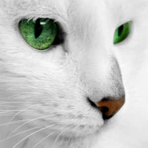 Green Cat Eyes White Cat Wallpaper