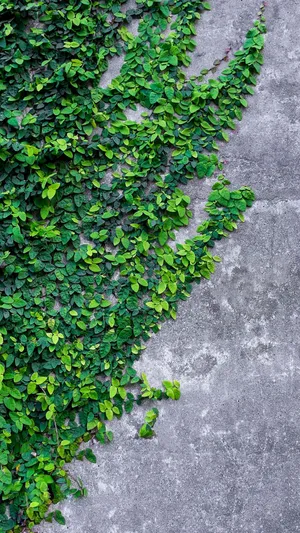 Green Climbing Fig Iphone Ios 10 Wallpaper