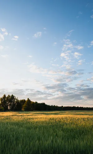 Green Field Wheat Farm Next To Woodland Wallpaper