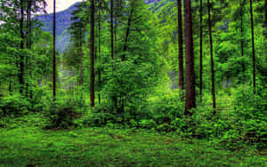 Green Forest During Daytime Wallpaper