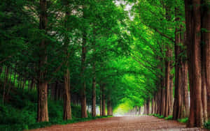 Green Forest Lined With Trees Wallpaper