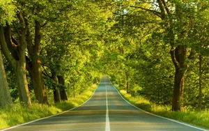 Green Forest Road Best Hd Wallpaper